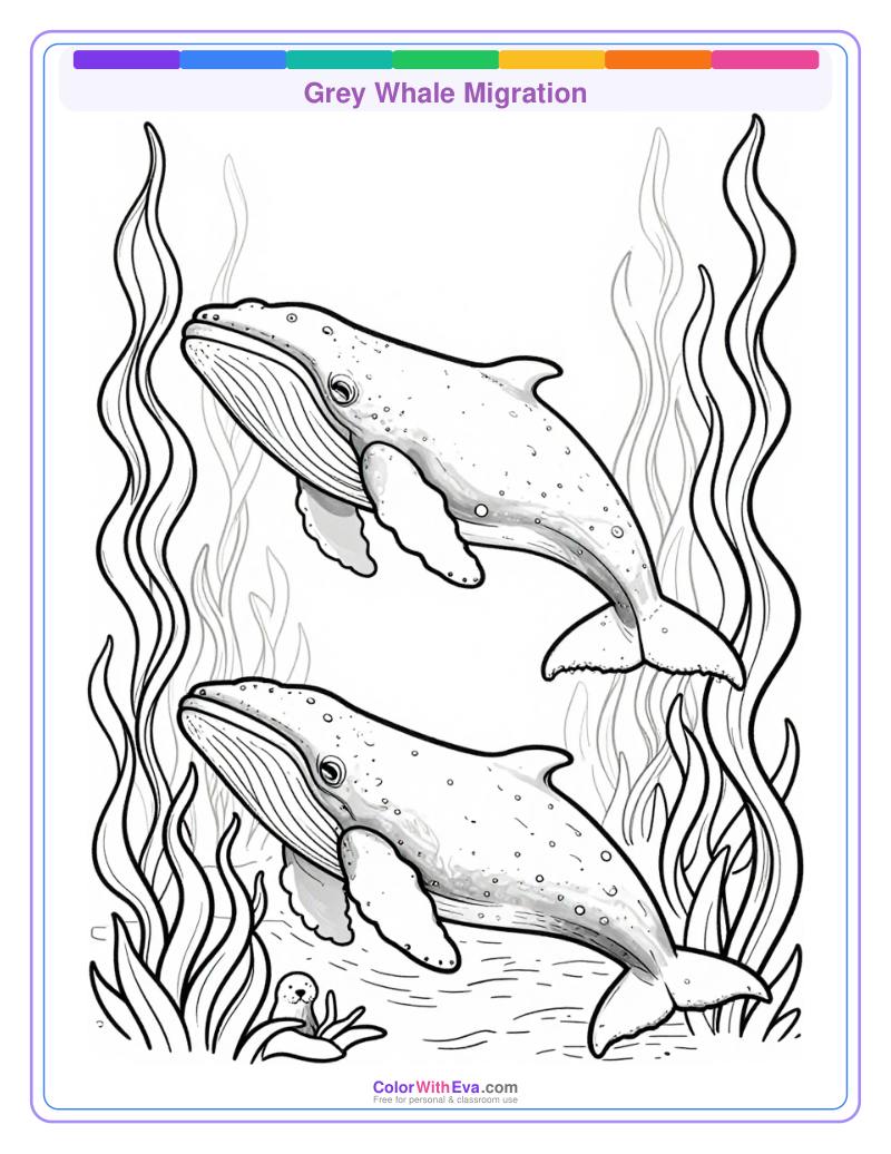 Grey Whale Migration preview